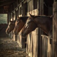 horses and stable